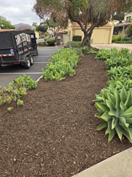 Landscape Mulch